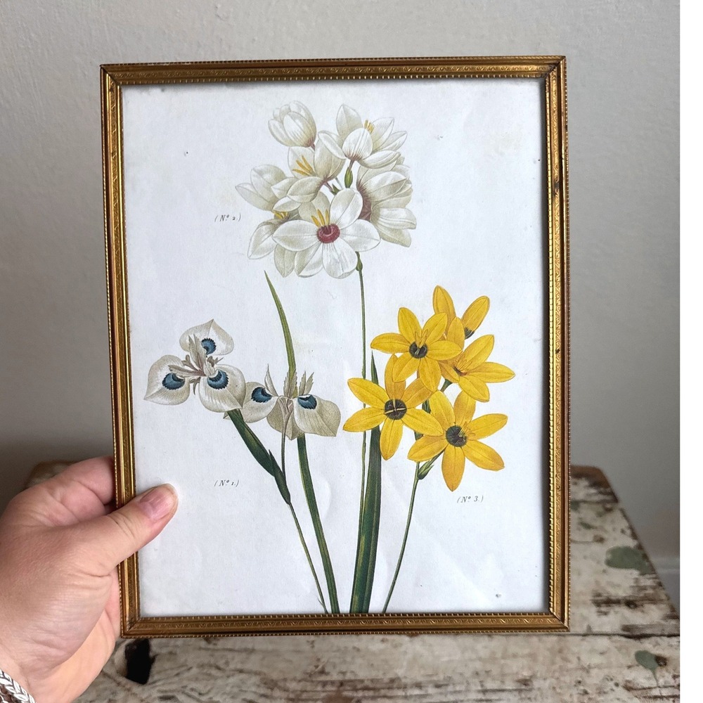 Vintage Botanical Floral Print Gold Metal Frame White Yellow Iris Lily Art 8x10